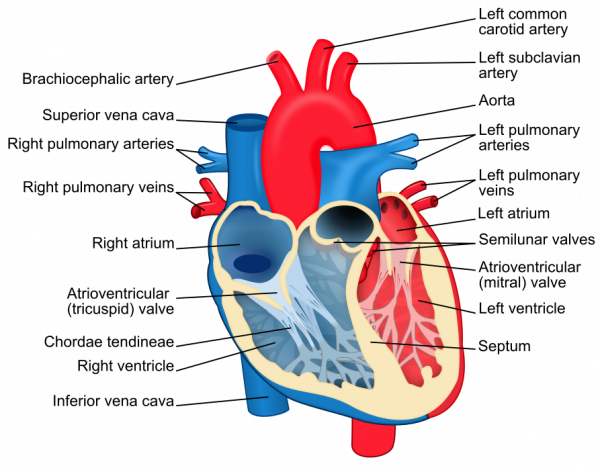 Heart_diagram-en.svg_.png