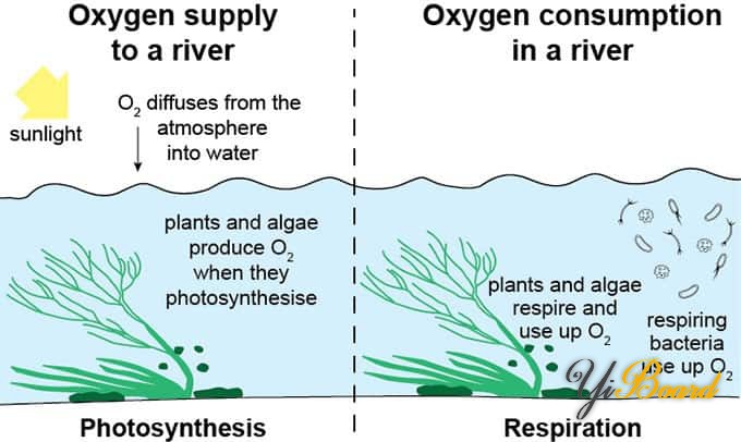 oxygen-in-river.jpg